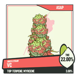 WEEDGANG.GAME - BRED STRAIN