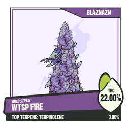 WEEDGANG.GAME - BRED STRAIN