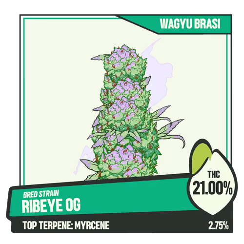 WEEDGANG.GAME - BRED STRAIN