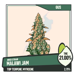 WEEDGANG.GAME - BRED STRAIN