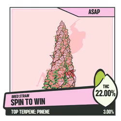 WEEDGANG.GAME - BRED STRAIN