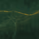 Lumens #521