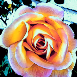 Crypto rose 4