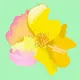 Sublime Blooms