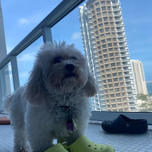 Marshmello Puppy