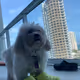 Marshmello Puppy