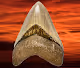 Megalodon Ranch