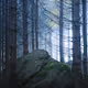 JATC - Just Around The Corner - My Search for Beauty and Atmosphere in Local Woodlands
