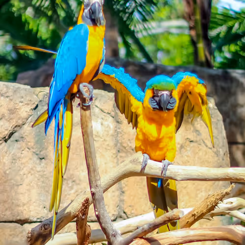 Lovely Birds Collection