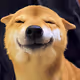 Doge Meme Coin