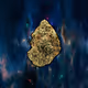 WEEDTIME
