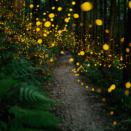 FANTASTICAL LIGHT ANIMATED-STILLS