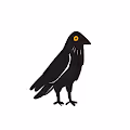 Just the crow