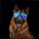 My world of dogs