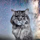 Animal Perspectives