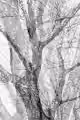 Copies of a Tree