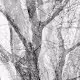 Copies of a Tree