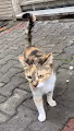 Cats of Constantinopolis