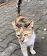 Cats of Constantinopolis
