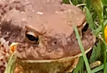A Tale of Two Toads