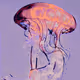 transcendent bloom
