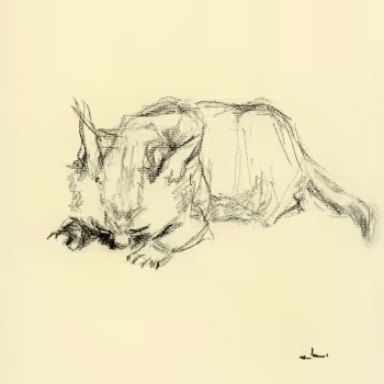 Yoko_Aoyama_DailyCat