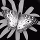 Butterfly - J.S.Z.