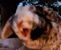BunBun Memes