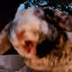 BunBun Memes