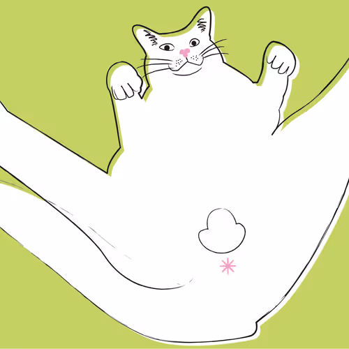 Bold  Wakka ( cat illustration )