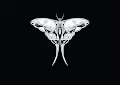 UN BUTTERFLY