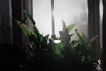 Plant Lyfe - old