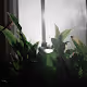Plant Lyfe - old