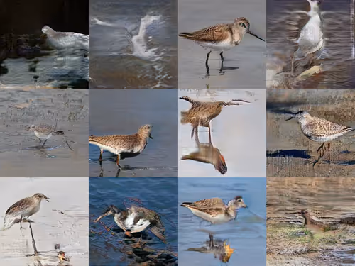 CUSP - Marsh Birds by Jake Elwes