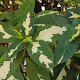 weird leaf