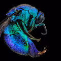ILLMACRO