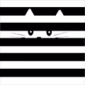 Cat Box crypto
