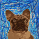 Boji The French Bulldog
