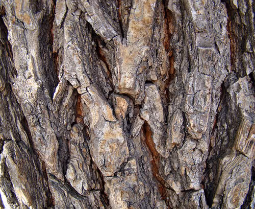 Tree bark microstructure