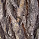 Tree bark microstructure
