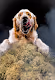 Happyy Dog