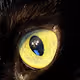CatEyeSee