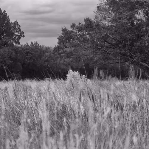 Black and White 1/1's