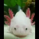 Princess Bubbles