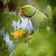 Birds of South India