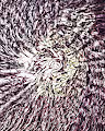 Angel's Objective Abstraction