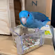 249 Pixel bird