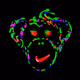 a-chimp-retest