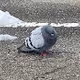 bird V2 - old