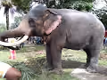 Elephant#1